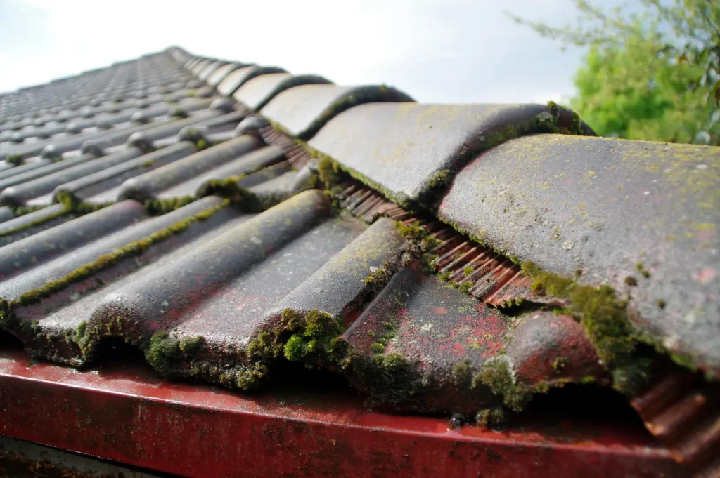 how to get rid of moss on roof tiles
